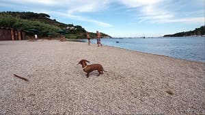 Spiaggia di Mola per cani - Isola d'Elba